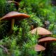 Fungi