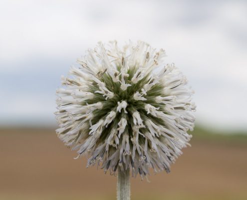 Silberdistel