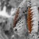 Winter im Harz