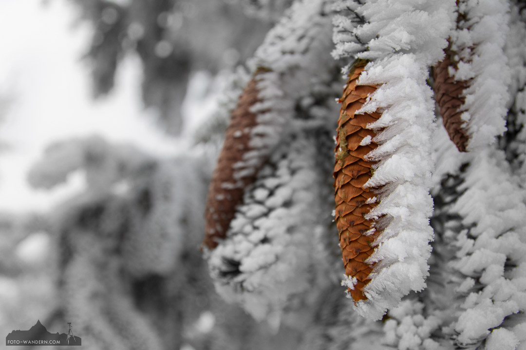 Winter im Harz