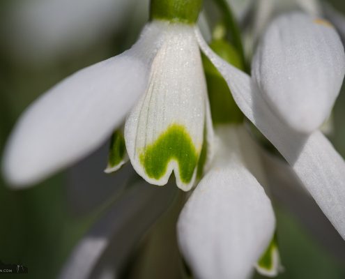 Schneeglöckchen - Foto-Wandern.com