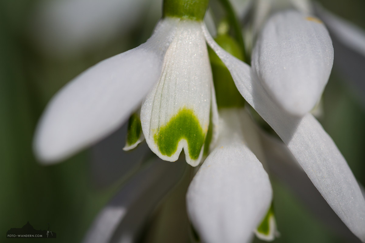 Schneeglöckchen - Foto-Wandern.com
