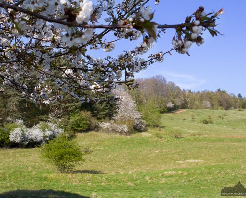 Frühling in der Rüdigsdorfer Schweiz