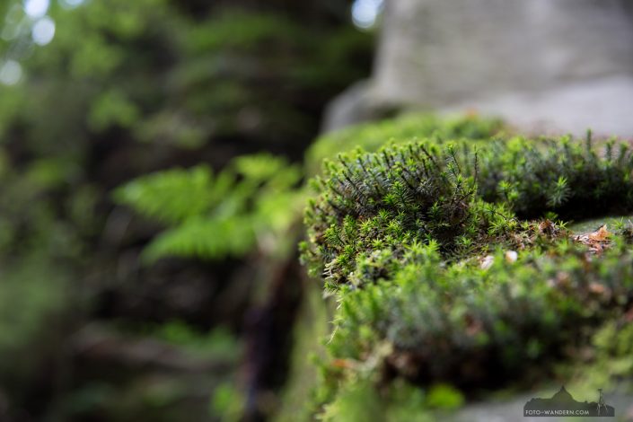 Fotoworkshop an der Bastei