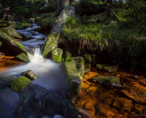 Die Oder am Oderteich