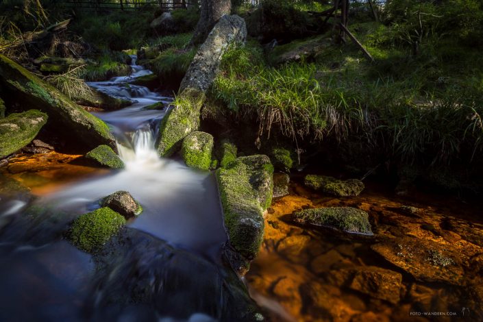 Die Oder am Oderteich Die Oder am Oderteich