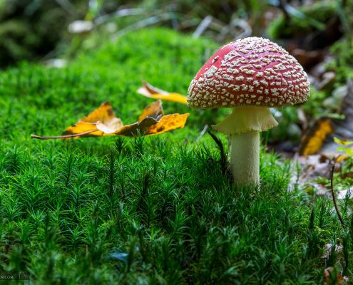 Fungus © Andreas Levi - Foto-Wandern.com