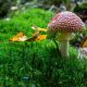 Fungus © Andreas Levi - Foto-Wandern.com