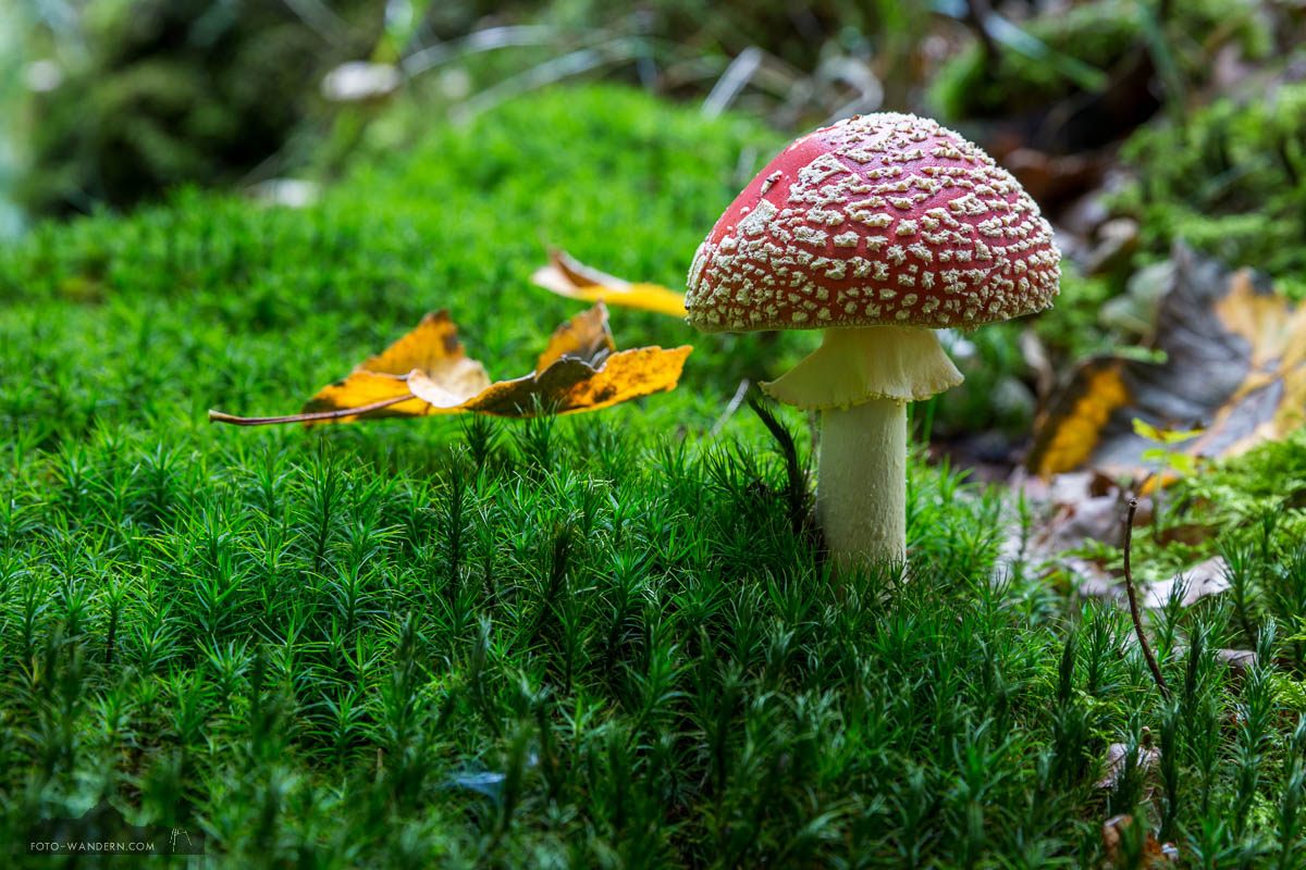 Fungus © Andreas Levi - Foto-Wandern.com