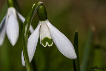 Fotokurs Makrofotografie - Frühblüher ©-Andreas-Levi-Foto-Wandern.com