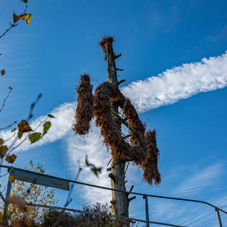 Queste am Karstwanderweg