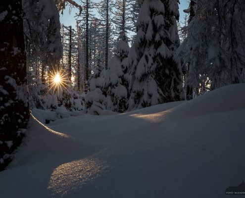 Sonnenstern im Winter-Märchenwald Harz