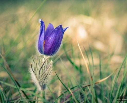 Kuhschelle in der Badraer Schweiz - Fotokurse im Harz und Kyffhaeuser mit Foto-Wandern.com