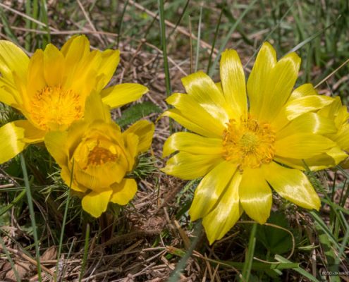 Adonisröschen im Südharz - Fotokurse im Harz und Kyffhaeuser mit Foto-Wandern.com