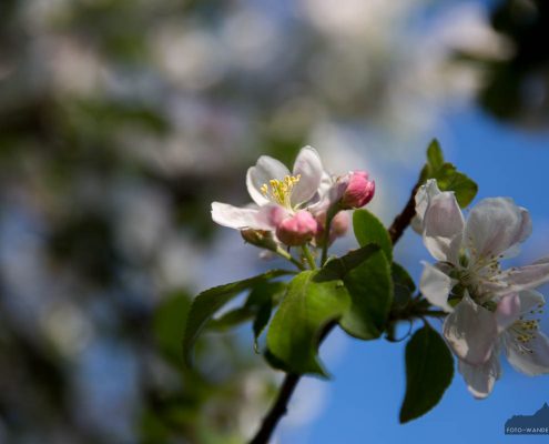 Apfelblüte in der Windlücke