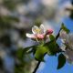 Apfelblüte in der Windlücke