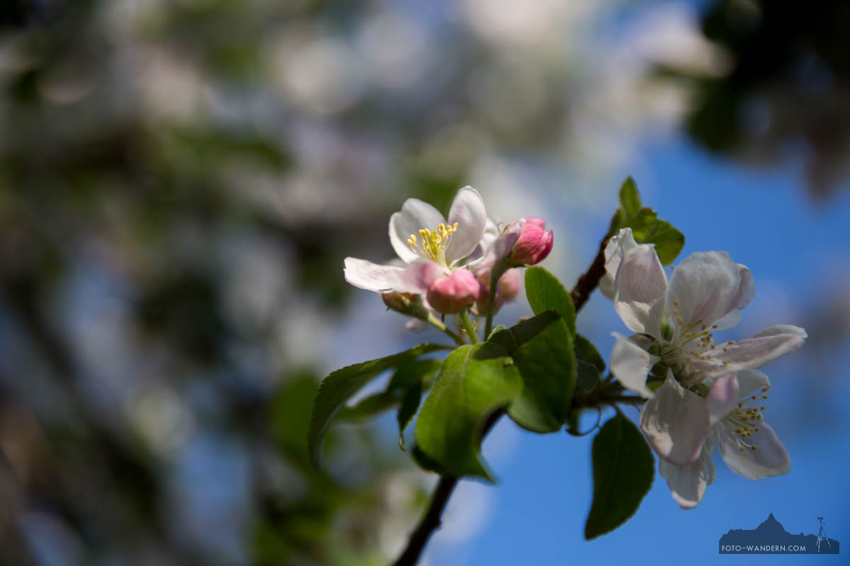 Apfelblüte in der Windlücke