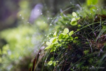 Fotoreise Sächsische Schweiz © Udo Kröner