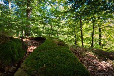 Fotokurs im Naturpark Südharz