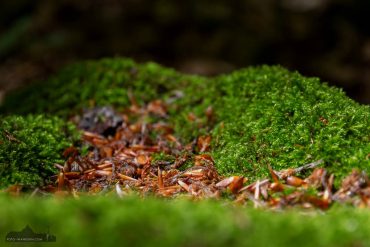 Landschaftsfotografie im Ilsetal, Harz