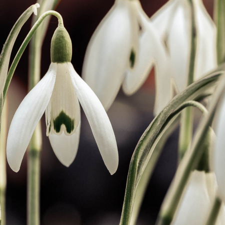 Frühblüher - Schneeglöckchen