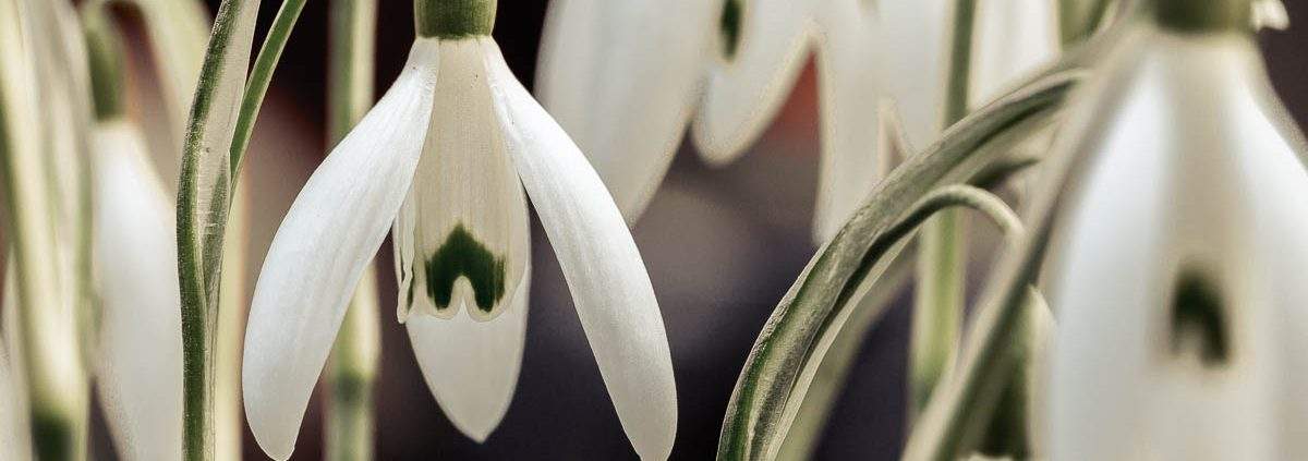 Natur- und Makrofotografie