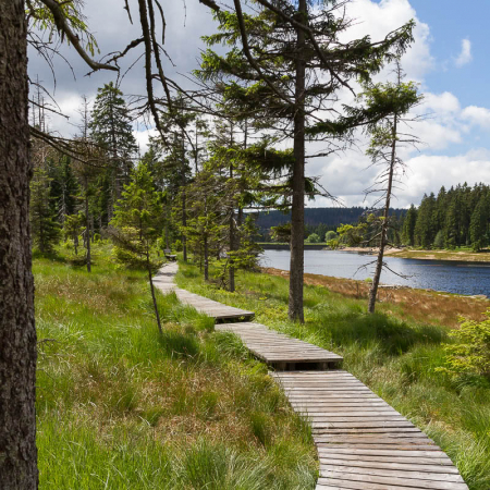 Fotowanderung im Nationalpark Harz - Oderteich