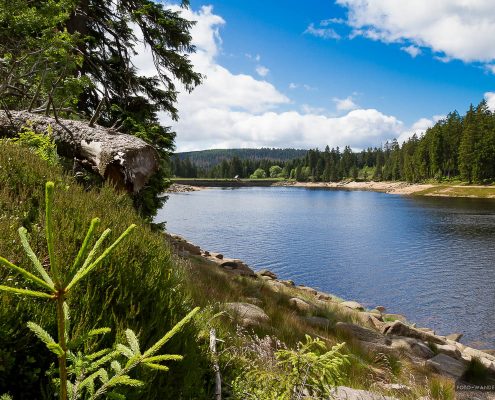 Fotowanderung im Nationalpark Harz - Oderteich