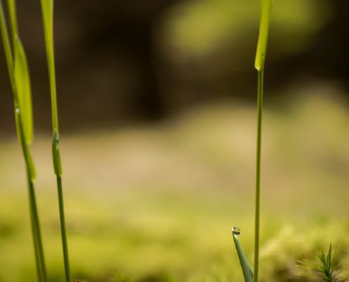 Junggesellenabschied mit Fotokurs im Harz © Björn Wrede