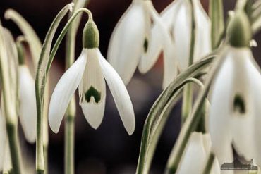 Natur- und Makrofotografie