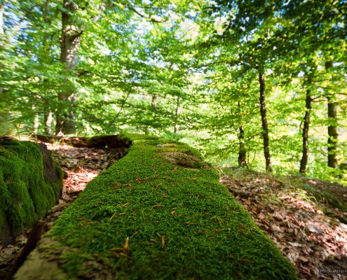 Fotokurs Landschaftsfotografie im Naturpark Südharz mit Foto-Wandern.com © Andreas Levi