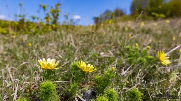Fotowanderung ins Orchideenland am Lutherweg zum Wipperdurchbruch Günserode