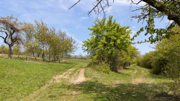Fotowanderung ins Orchideenland am Lutherweg zum Wipperdurchbruch Günserode