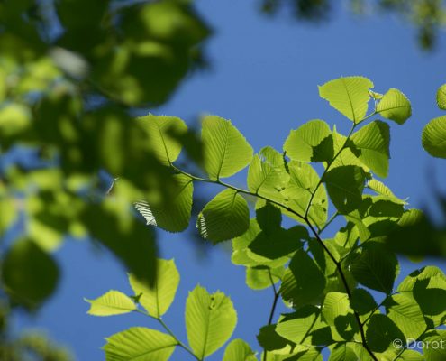 Fotowanderung durch das Bodetal © Dorothee Kämpf