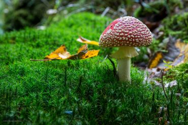 Fotokurs-Wanderwoche im Harz - Herbst 2017 - Makrofotografie