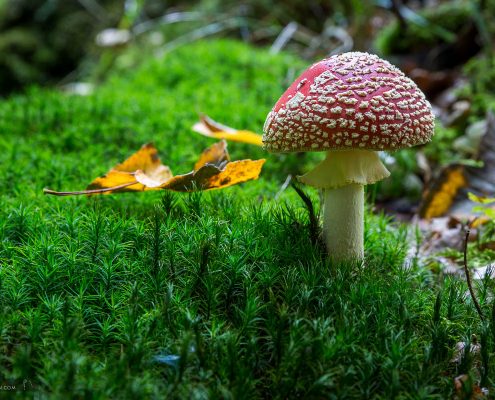 Fotokurs-Wanderwoche im Harz - Herbst 2017 - Makrofotografie