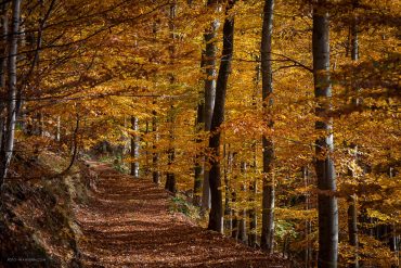 Fotokurs-Wanderwoche im Harz - Herbst 2017 - Waldwege im Südharz (auf dem Weg zum Poppenberg)