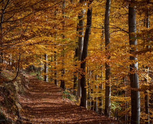 Fotokurs-Wanderwoche im Harz - Herbst 2017 - Waldwege im Südharz (auf dem Weg zum Poppenberg)