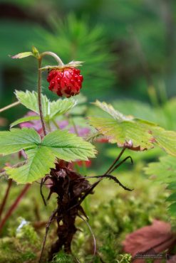 Wald-Edbeere