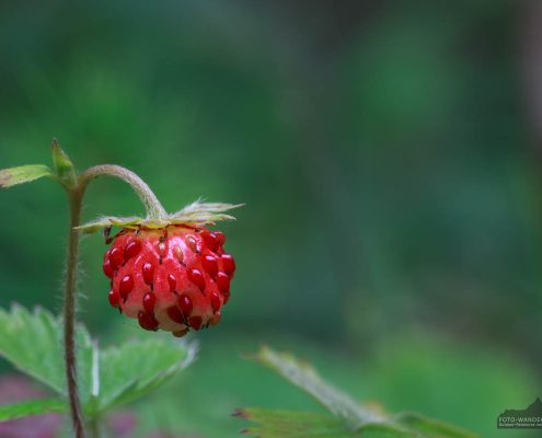 Wald-Erdbeere im Harz