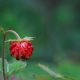 Wald-Erdbeere im Harz