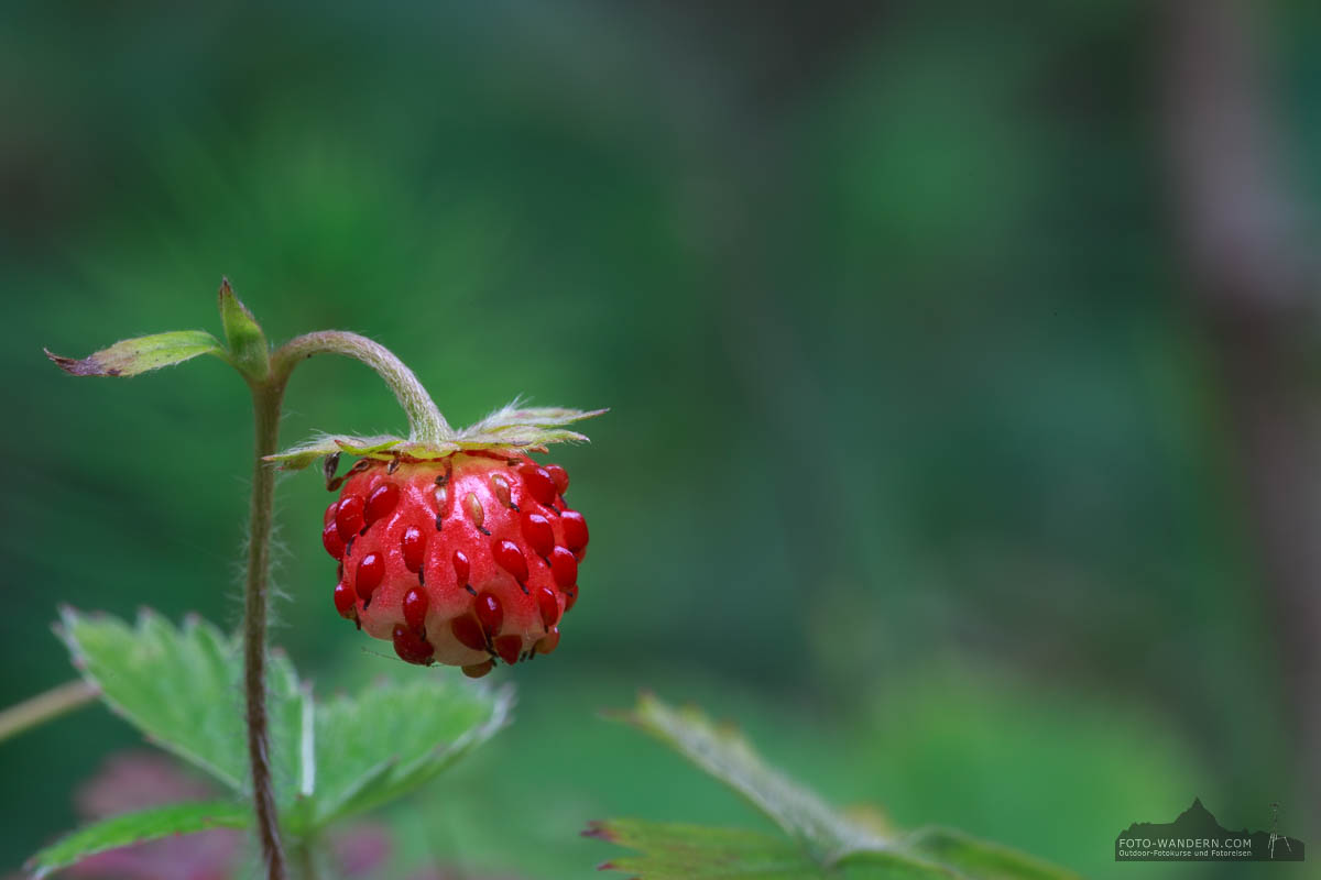 Wald-Erdbeere im Harz
