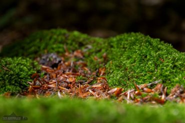 Landschaftsfotografie im Ilsetal, Harz