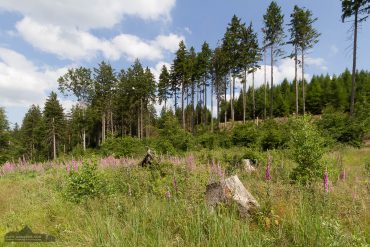 Landschaftsfotografie im Ilsetal, Harz