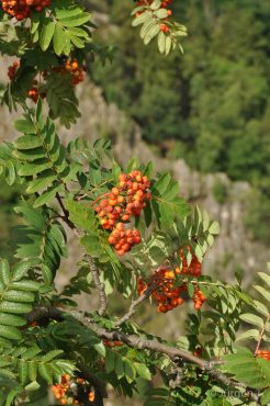 Fotoworkshop-Wochenende im Harz - Sommer 2017 © Jürgen T.
