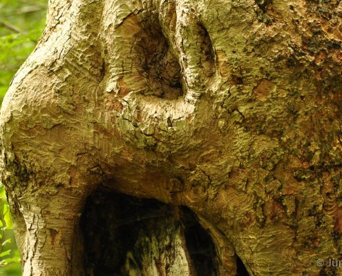 Fotoworkshop-Wochenende im Harz - Sommer 2017 © Jürgen T.