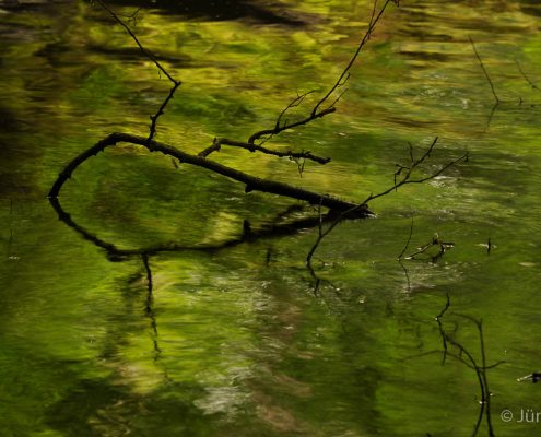 Fotoworkshop-Wochenende im Harz - Sommer 2017 © Jürgen T.