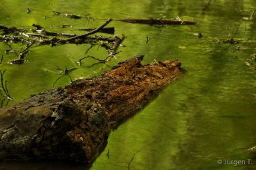 Fotoworkshop-Wochenende im Harz - Sommer 2017 © Jürgen T.