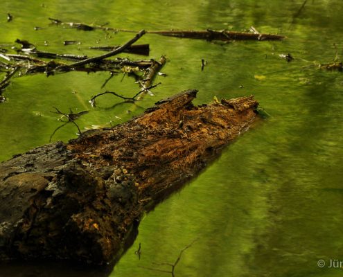 Fotoworkshop-Wochenende im Harz - Sommer 2017 © Jürgen T.