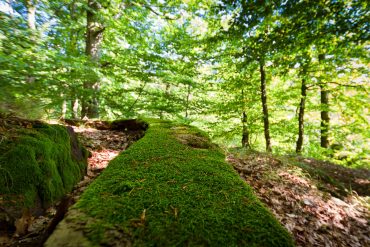 Fotokurs Landschaftsfotografie im Naturpark Südharz - Klippentour